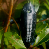 Orthoceras and silver pendant necklace